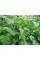 Сітка шпалерна Agreen зелена 1,7х5 м, (вічко 17х15 см)