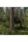 Тент камуфляж CAMOforest, 6х12м, 90 г/м²
