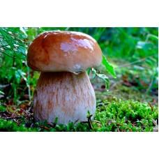 Мицелий Белого гриба березового (Boletus betulicola), 120 г