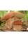 Міцелій Білого гриба ялинового / Боровик (Boletus quercicola), 120 г