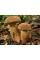 Мицелий Белого гриба сетчатого (Boletus reticulatus, Boletus aestivalis), 120 г