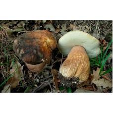 Міцелій Білого гриба темно-бронзового (Boletus aereus), 120 г