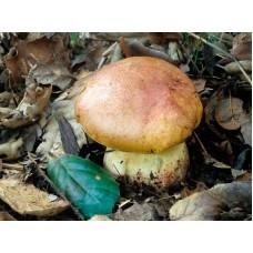 Міцелій Боровика вкоріненого / Боліт дівочий (Boletus appendiculatus), 120 г