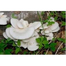 Міцелій Глива білої (Pleurotus pulmonarius), 120 г