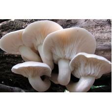 Міцелій Гливи дубової (Pleurotus dryinus), 120 г