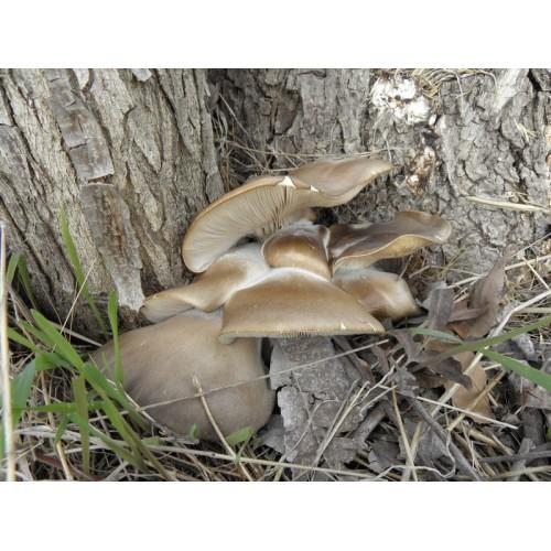 Міцелій Глива Морське вушко (Pleurotus abalonus), 120 г