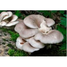 Міцелій Гливи ріжкоподібної / Глива рясна (Pleurotus cornucopiae), 120 г