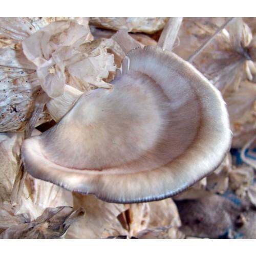 Мицелий Вешенки флоридской (Pleurotus ostreatus Florida), 120 г