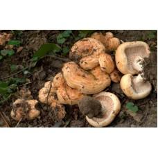 Міцелій Груздя дубового / Рижик дубовий (Lactarius insulsus), 120 г