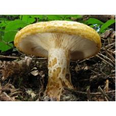 Міцелій Груздя жовтого / Груздя ямчасте (Lactarius scrobiculatus), 120 г