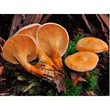 Міцелій Лисички хибний / Говорушка помаранчева (Hygrophoropsis aurantiaca), 120 г