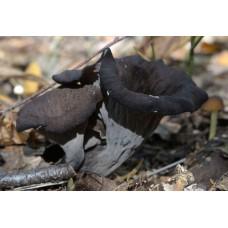 Мицелий Лисички серой / Вороночник рожковидный (Craterellus cornukopioides), 120 г