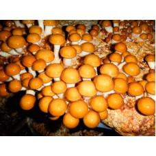 Мицелий Опенка намеко / Фолиота намеко (Pholiota nameko), 120 г