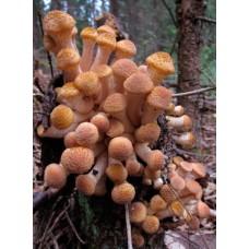 Мицелий Опенка северного (Armillaria borealis), 120 г