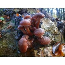 Мицелий Опенка темного / Опенок грунтовой (Armillaria ostoyae), 120 г