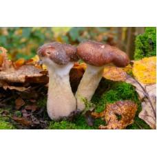 Мицелий Опенка толстоногого (Armillaria lutea), 120 г