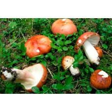 Міцелій Сироїжки болотна / Поплавуха (Russula paludosa), 120 г