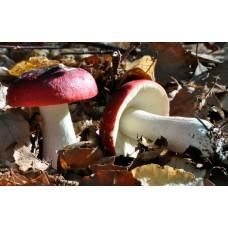 Міцелій Сироїжки буріючої / Сироїжка ароматна (Russula xerampelina), 120 г