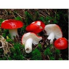 Міцелій Сироїжки пекуча / Сироїжка пекуча (Russula emetica), 120 г