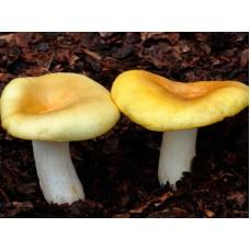 Міцелій Сироїжки жовтої / Сироїжка світло-жовта (Russula claroflava), 120 г