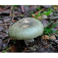 Міцелій Сироїжки зеленої (Russula aeruginea), 120 г