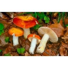 Міцелій Сироїжки золотисто-червоної / Сироїжка золотиста (Russula aurata), 120 г