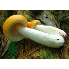 Міцелій Сироїжки золотисто-жовтої (Russula lutea), 120 г