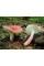 Міцелій Сироїжки красивої / Сироїжка рожева (Russula bella), 120 г