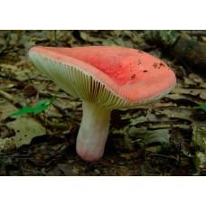 Міцелій Сироїжки красивої / Сироїжка рожева (Russula bella), 120 г