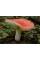 Міцелій Сироїжки красивої / Сироїжка рожева (Russula bella), 120 г