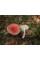 Міцелій Сироїжки красивої / Сироїжка рожева (Russula bella), 120 г