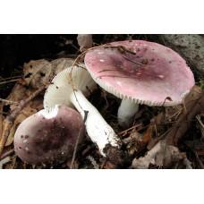 Міцелій Сироїжки ламкою (Russula fragilis), 120 г