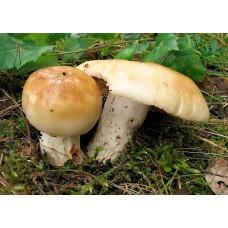 Міцелій Сироїжки мигдальної / Сироїжка лавровишнева (Russula laurocerasi), 120 г