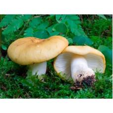 Міцелій Сироїжки охристої / Сироїжка лимонна (Russula ochroleuc), 120 г