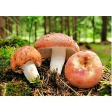 Мицелий Сыроежки пищевой / Сыроежка съедобная (Russula vesca), 120 г