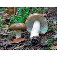 Мицелий Сыроежки родственной (Russula consobrina), 120 г