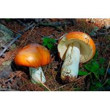 Мицелий Сыроежки сереющей / Сыроежка выцветающая (Russula decolorans), 120 г