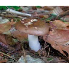 Мицелий Сыроежки цельной / Сыроежка замечательная (Russula integra), 120 г