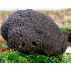 Мицелий Трюфеля черного перигорского (Tuber melanosporum), 120 г