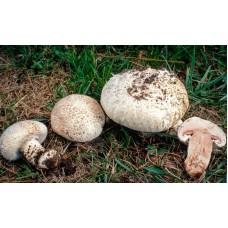 Мицелий Шампиньона бернардовидного / Шампиньон Бернарда (Agaricus bernardiiformis), 120 г