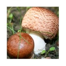 Мицелий Шампиньона бразильского / Агарик бразильский (Agaricus brasiliensis), 120 г