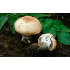 Міцелій Шампіньйона мигдального (Agaricus subrufescens), 120 г