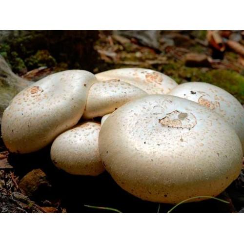 Міцелій Шампіньйона садового (Agaricus hortensis), 120 г