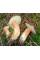 Міцелій Польського гриба / Моховик каштановий (Xerocomus badius), 120 г