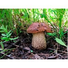 Міцелій Подберезовика звичайного (Leccinum scabrum), 120 г