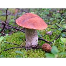 Міцелій Подосиновика звичайного / Червоноголовик (Leccinum aurantiacum), 120 г