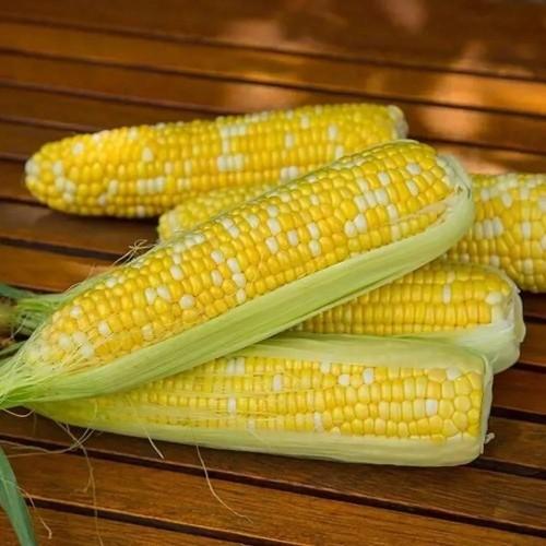 Кукурудза цукрова суперсолодка Ракель F1 (20 шт) — Clause
